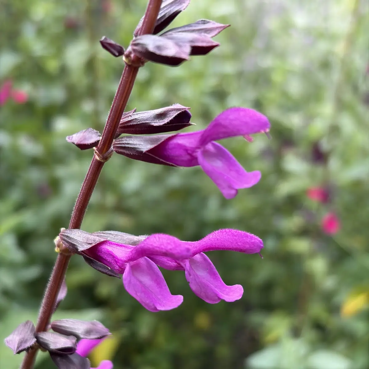 Salvia salgoon ‘Lake Tahoe’ (Herfstsalie), magentaroze bloeiend