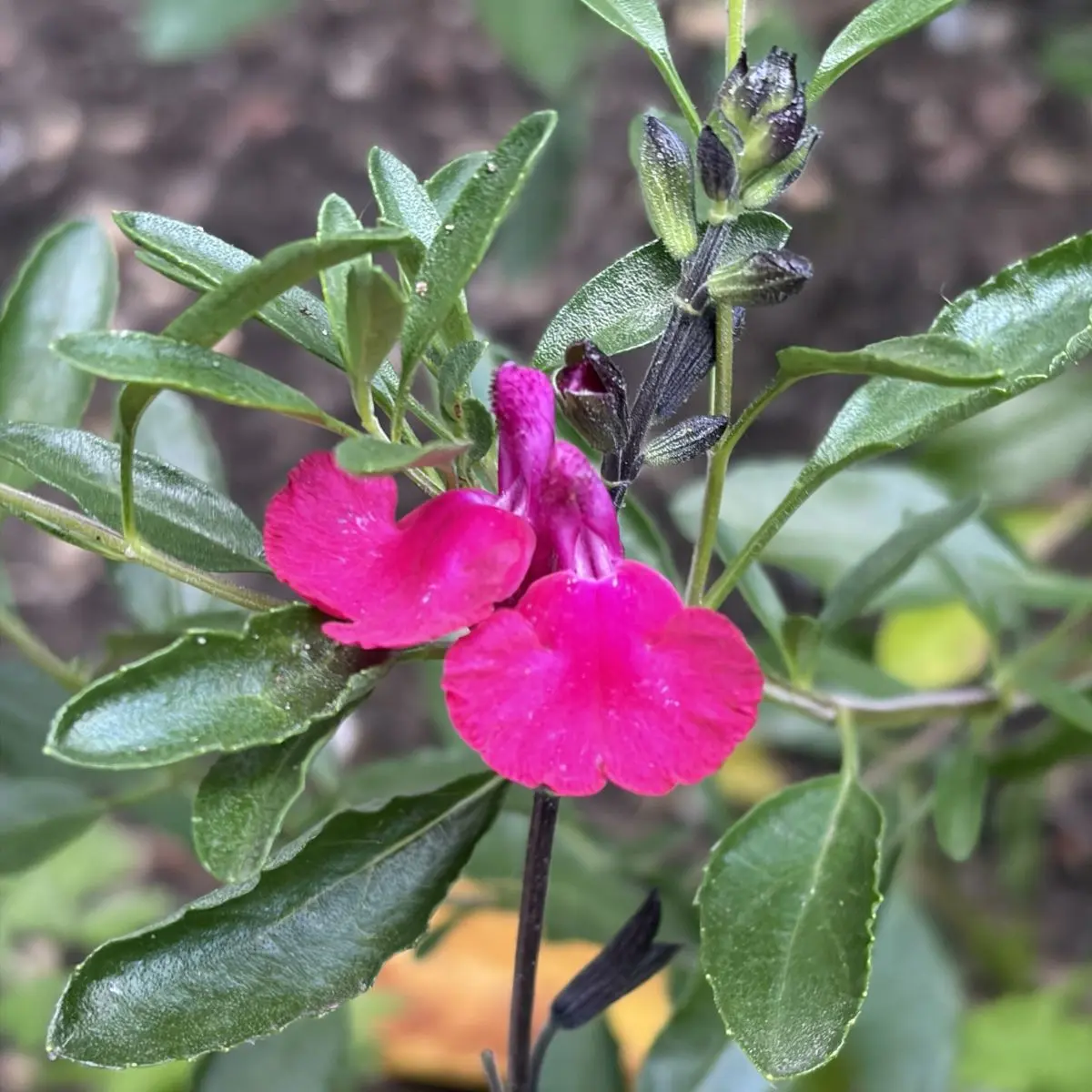 Salvia x jamensis ‘Raspberry Royale’ (Salie), roze bloeiend