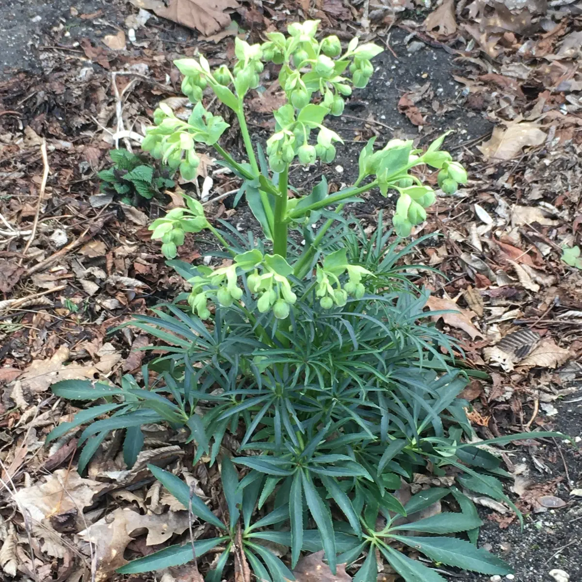 Helleborus foetidus (Stinkend nieskruid), groen bloeiend