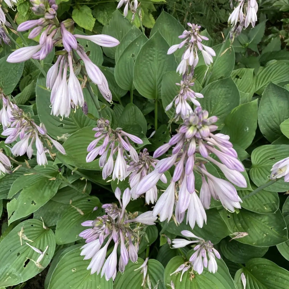 Hosta sieboldiana 'Elegance’ (Hartlelie), wit bloeiend