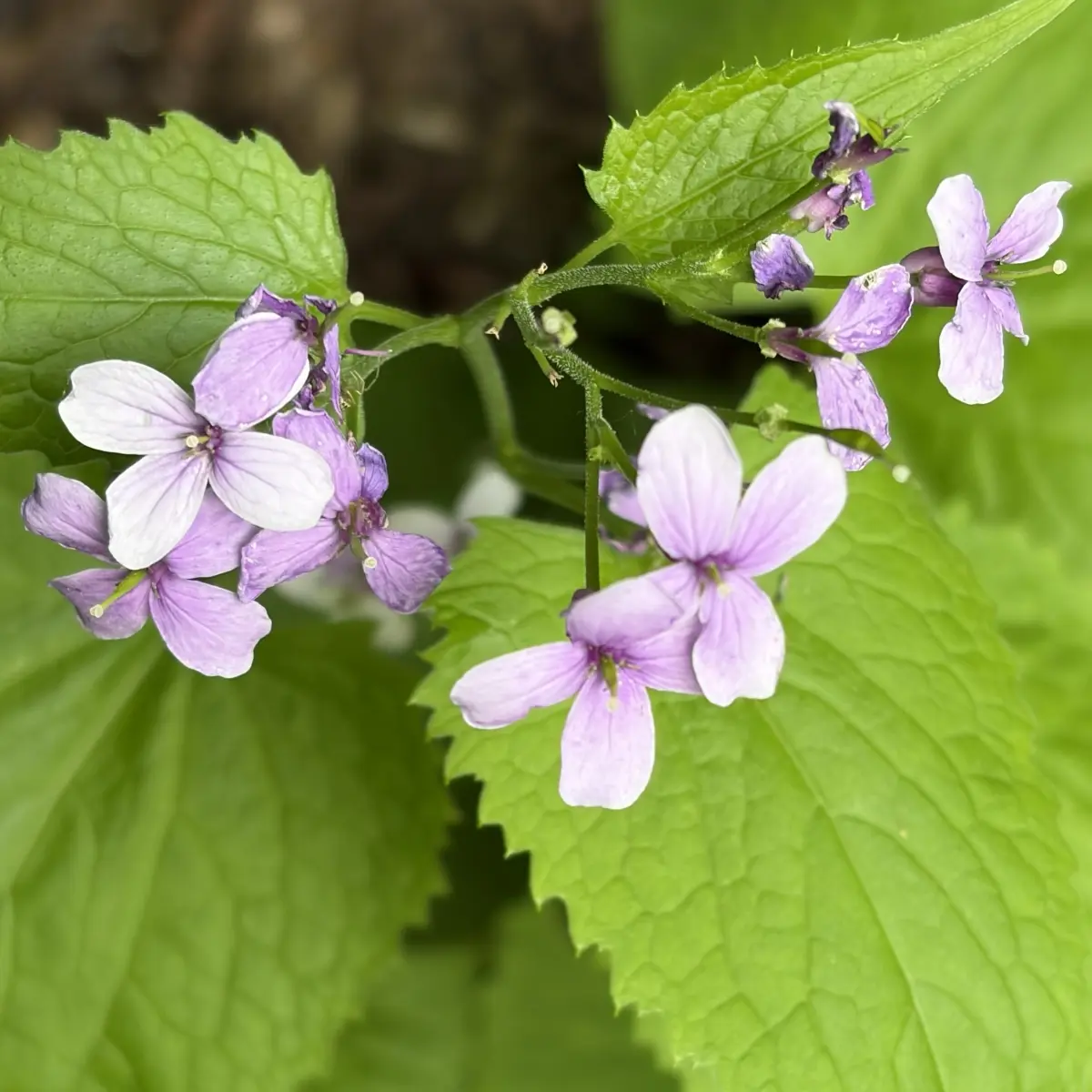 Lunaria rediviva (Judaspenning - maanbloem), lichtlila bloeiend