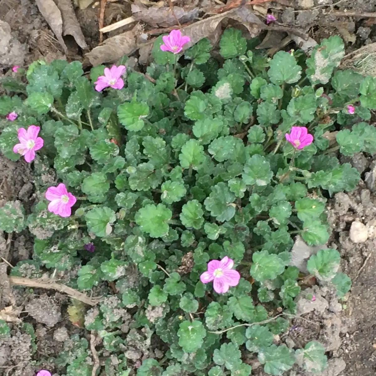 Erodium variabile 'Bishop's Form' (Reigersbek), roze bloeiend