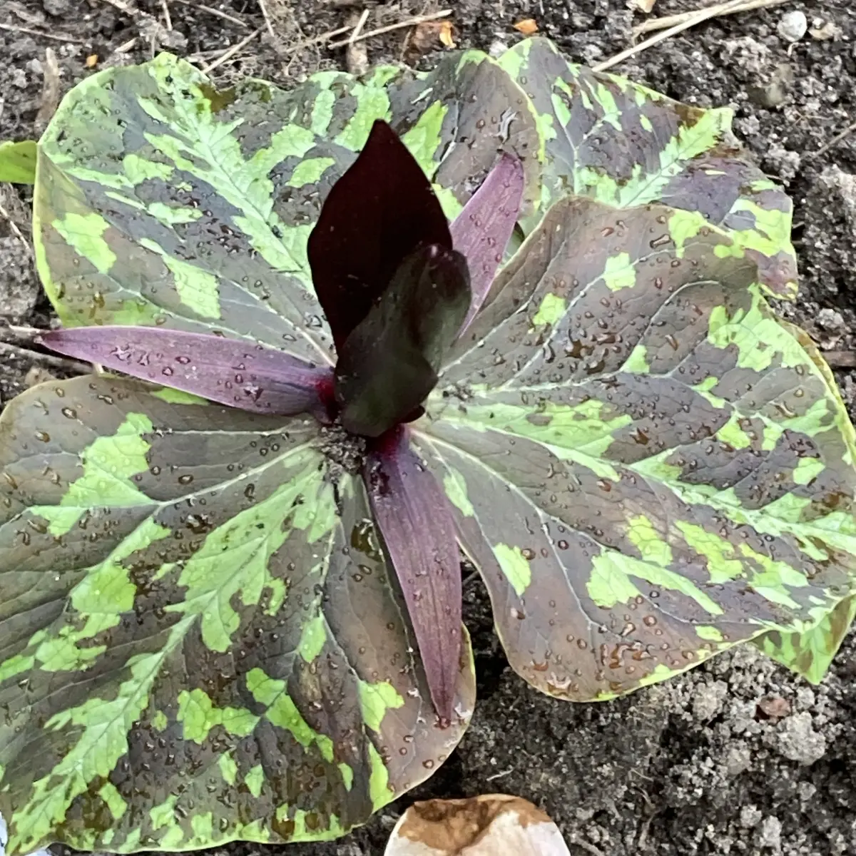 Trillium kurabayaskii (Drieblad), donkerrood bloeiend