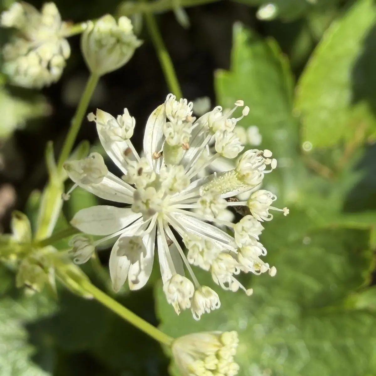 Astrantia minor (Zweeuws knoopje), wit bloeiend