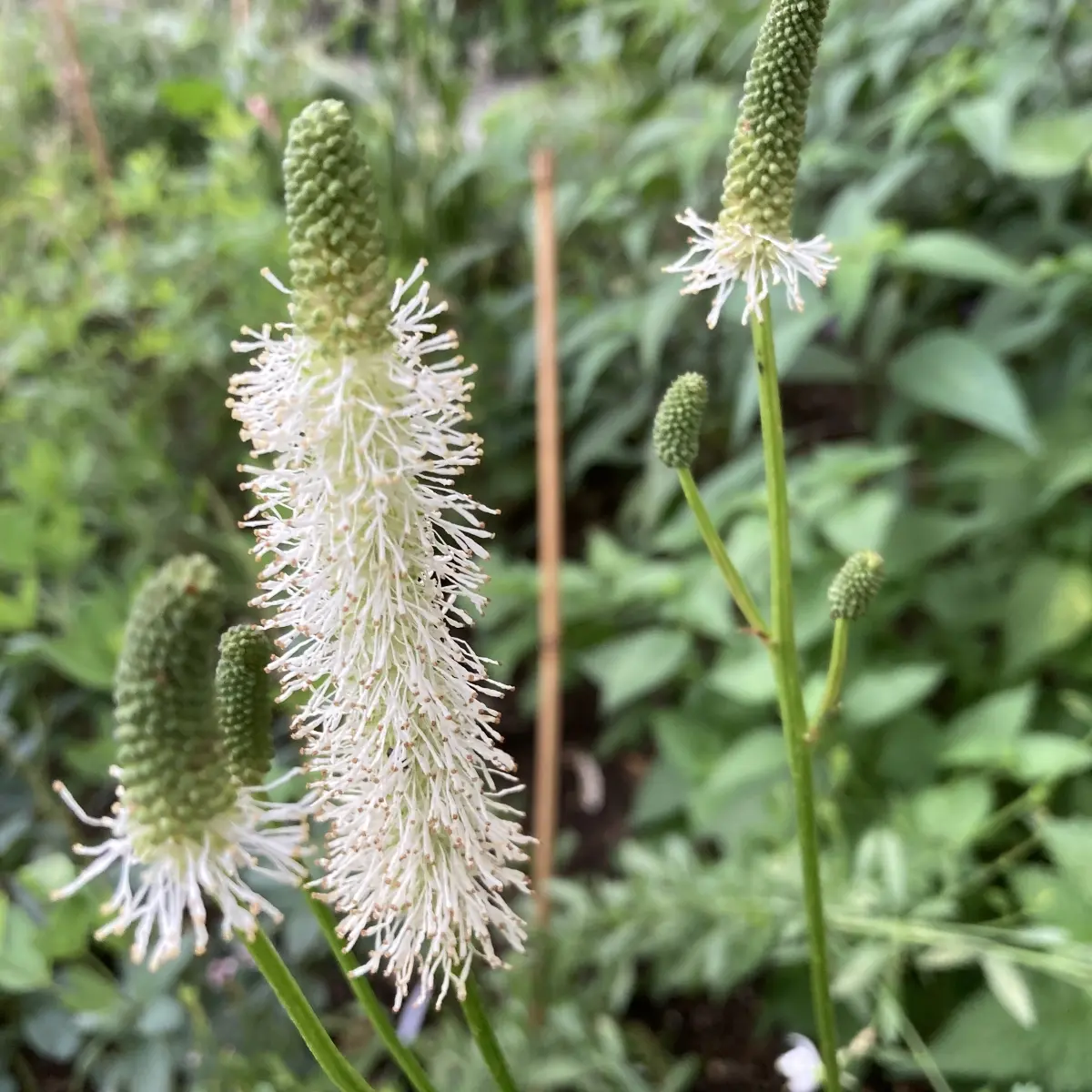 Sanguisorba canadensis (Pimpernel), crème wit bloeiend