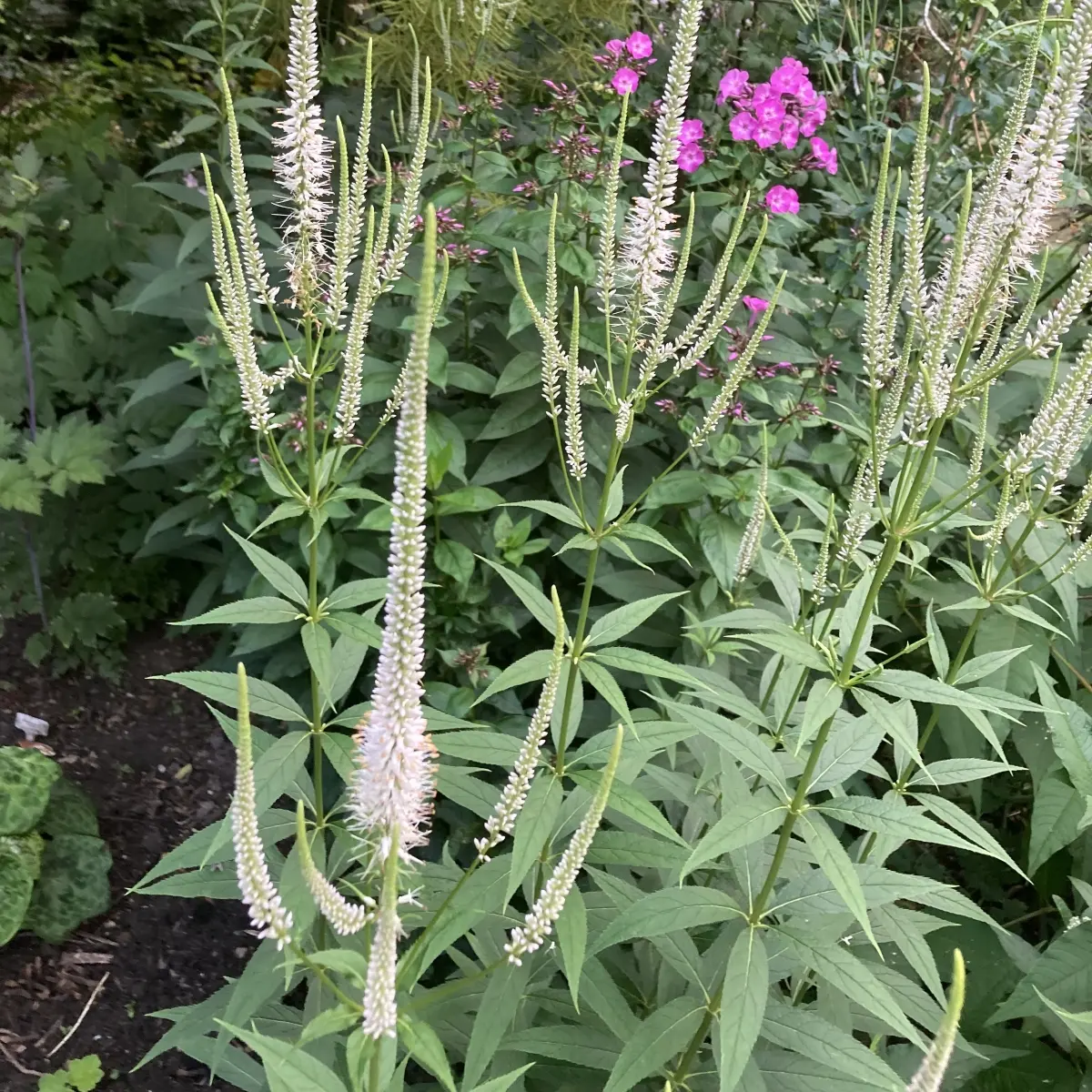 Veronicastrum virginicum ‘Pink Glow’ (Virginische Ereprijs), roze bloeiend