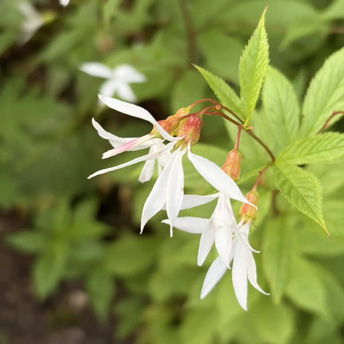 Gillenia trifoliata (Gillenia), wit bloeiend