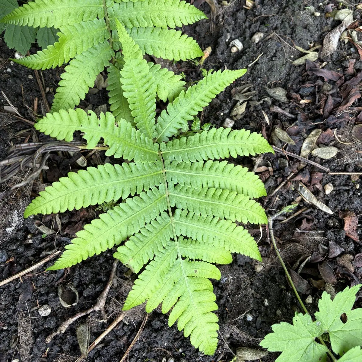 Matteuccia orientalis (Bekervaren), geen bloeiend