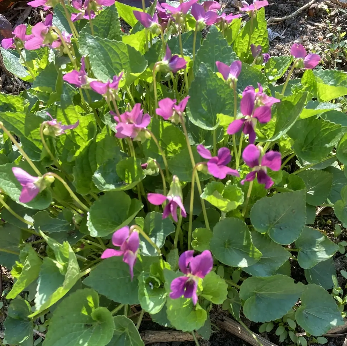 Viola odorata ‘Phyl Dove’ (Viooltje), perzikkleurig bloeiend