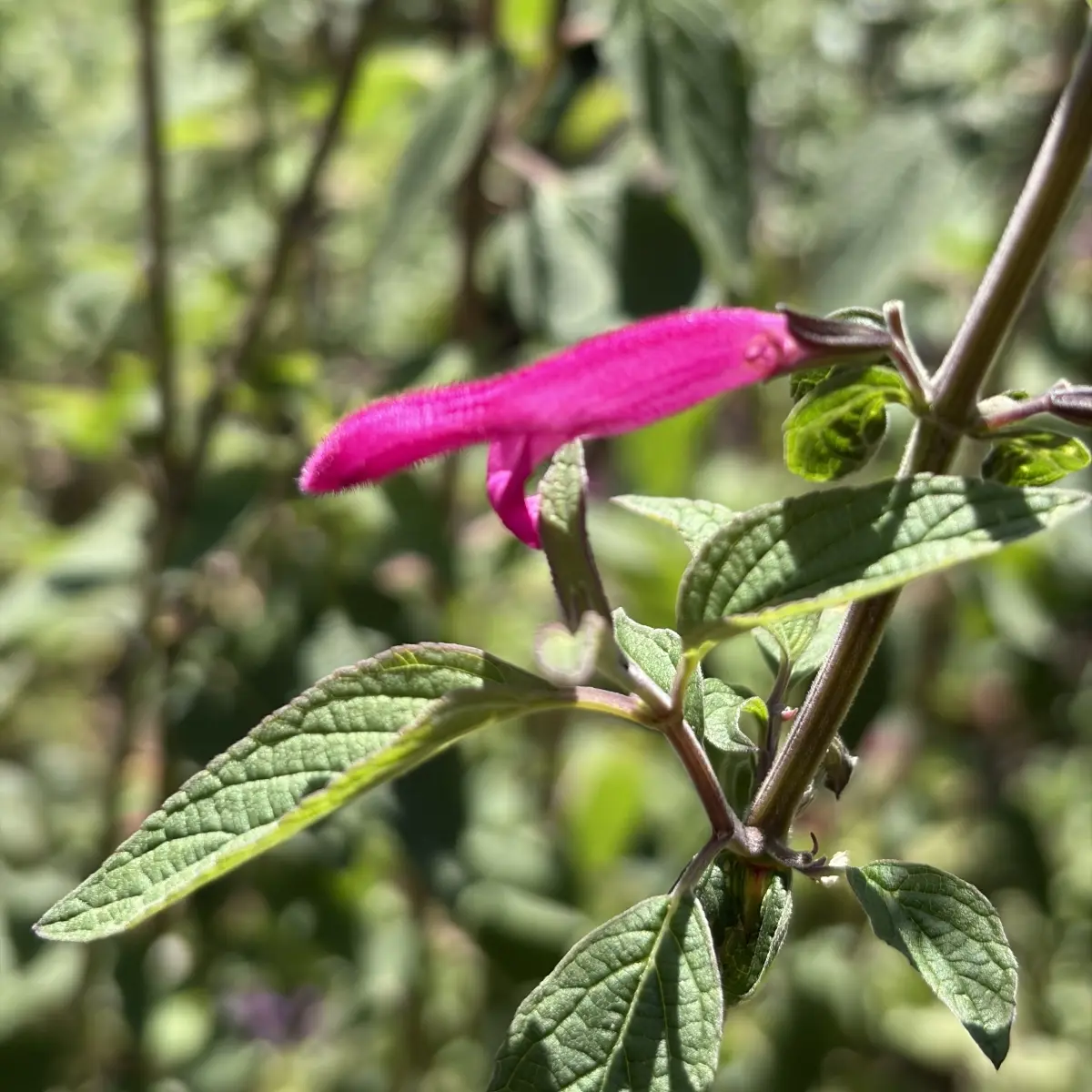 Salvia curviflora (Salie), magentarood bloeiend
