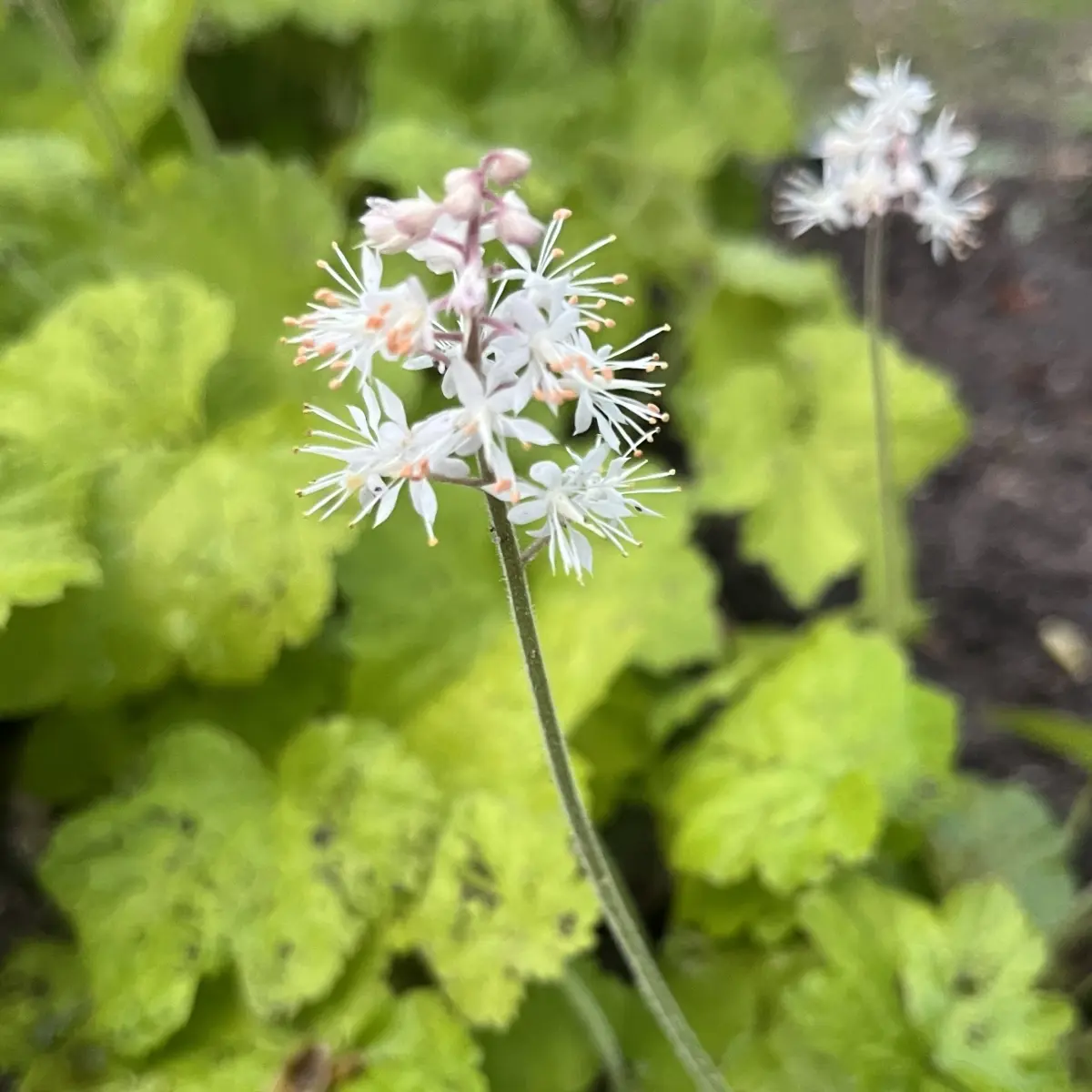 Tiarella cordifolia ‘Running Tiger’ (Schuimbloem), wit bloeiend