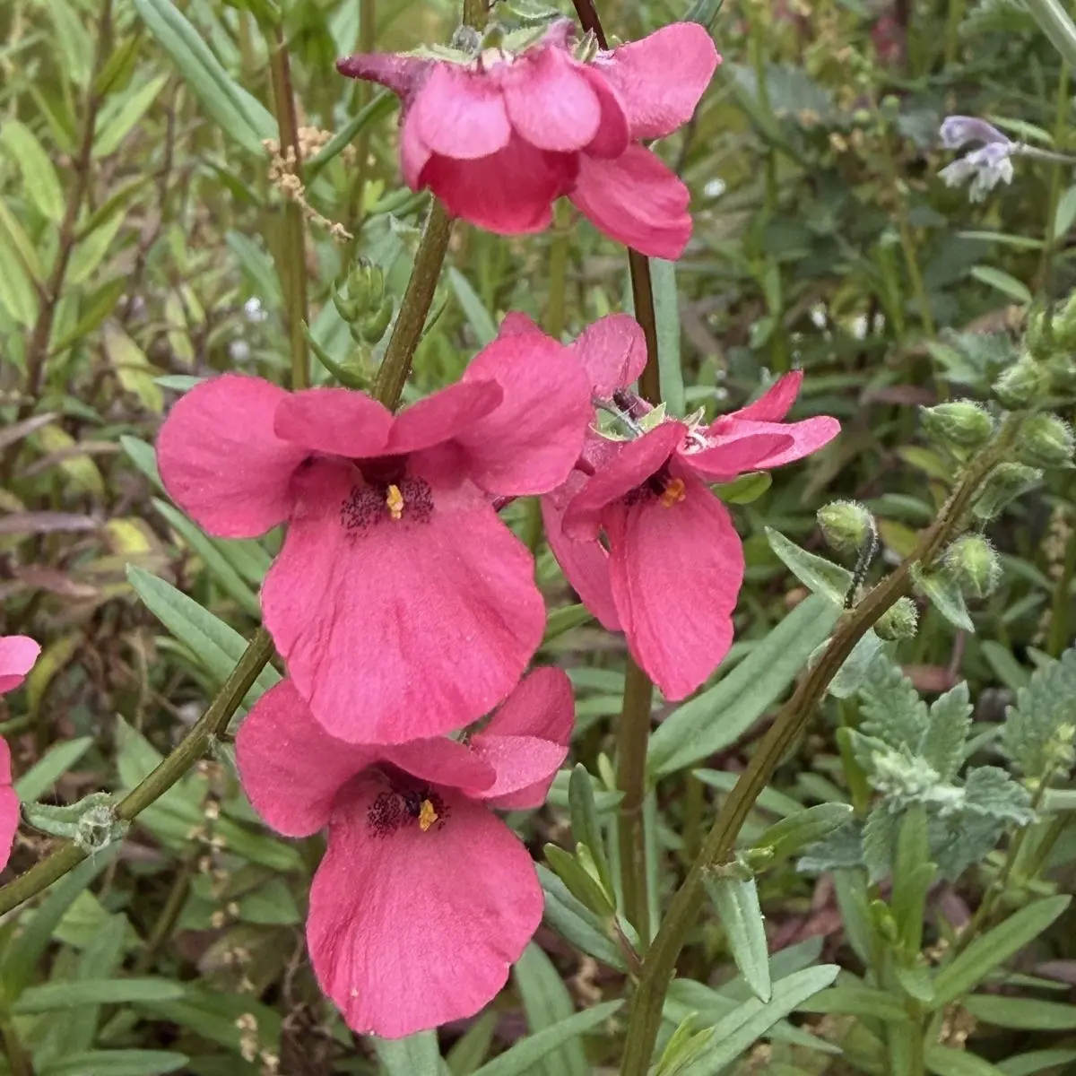 Diascia ‘Emma’ (Diascia), roze bloeiend