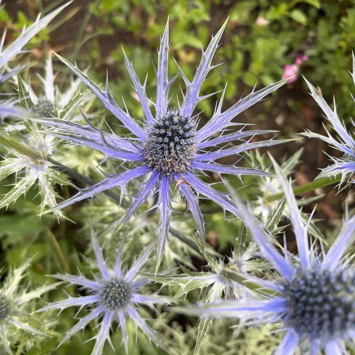Eryngium ‘Big Blue’ (Kruisdistel), blauw bloeiend