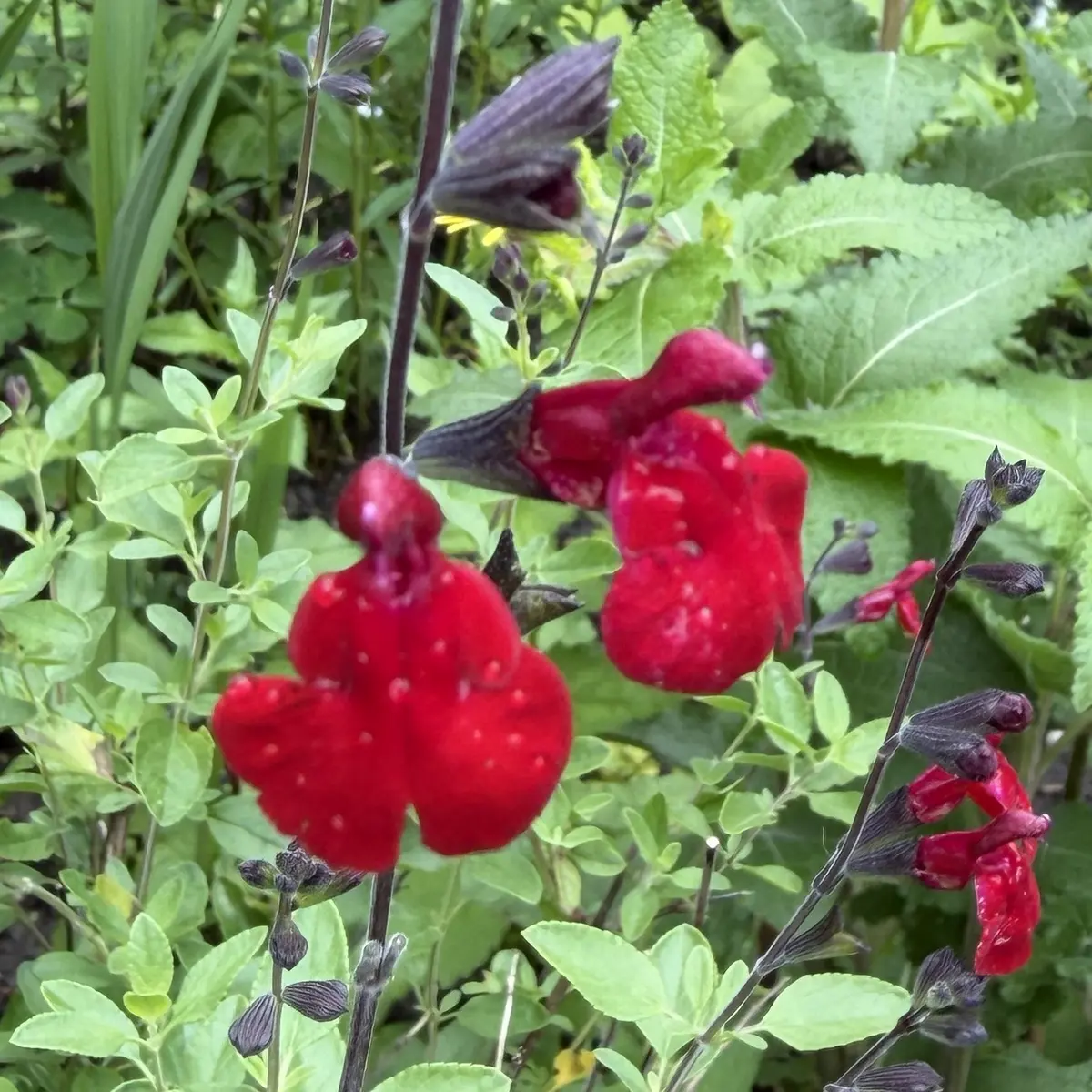 Salvia microphylla ‘Royal Bumble’ (Salie), rood bloeiend
