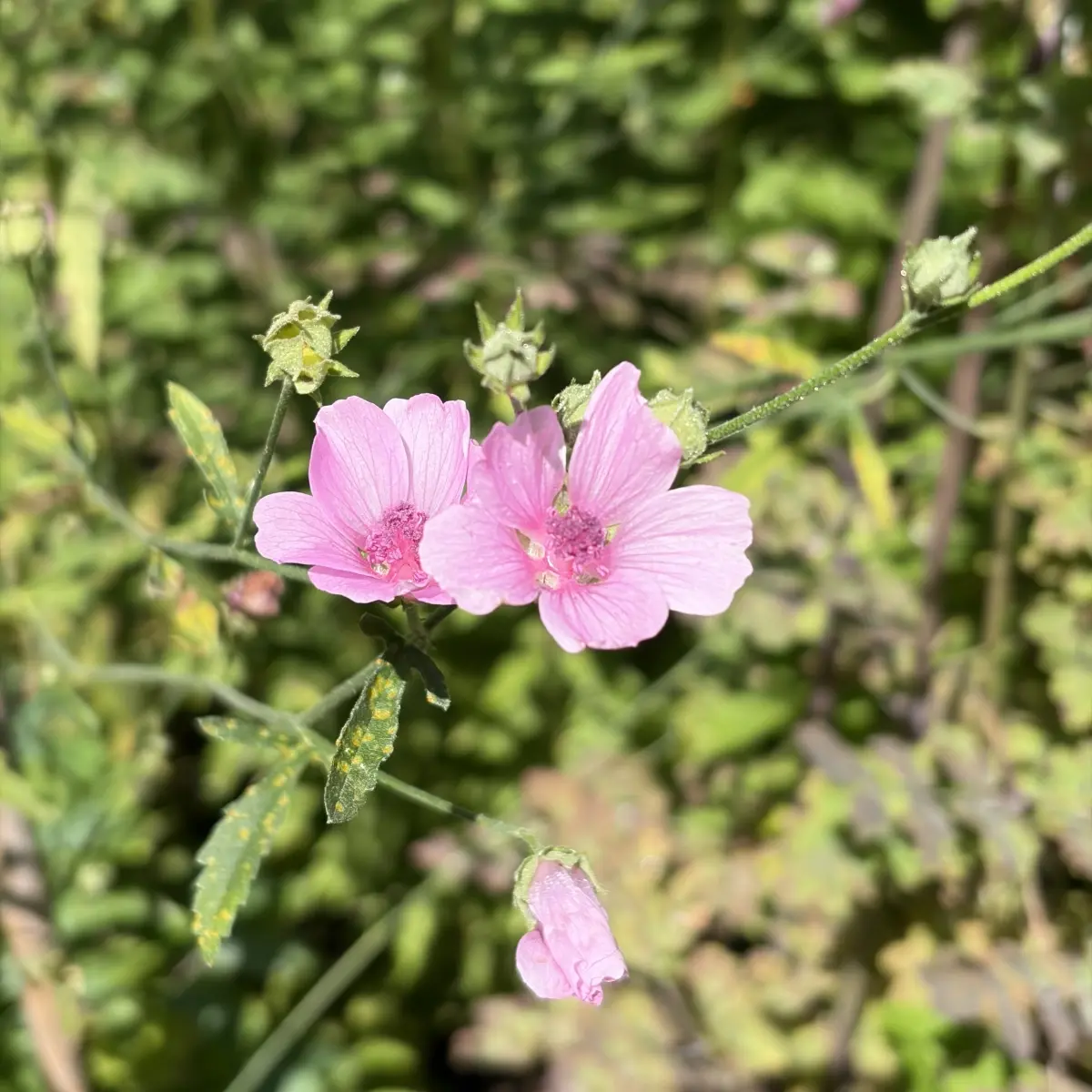 Althaea cannabina (Heemst), roze bloeiend