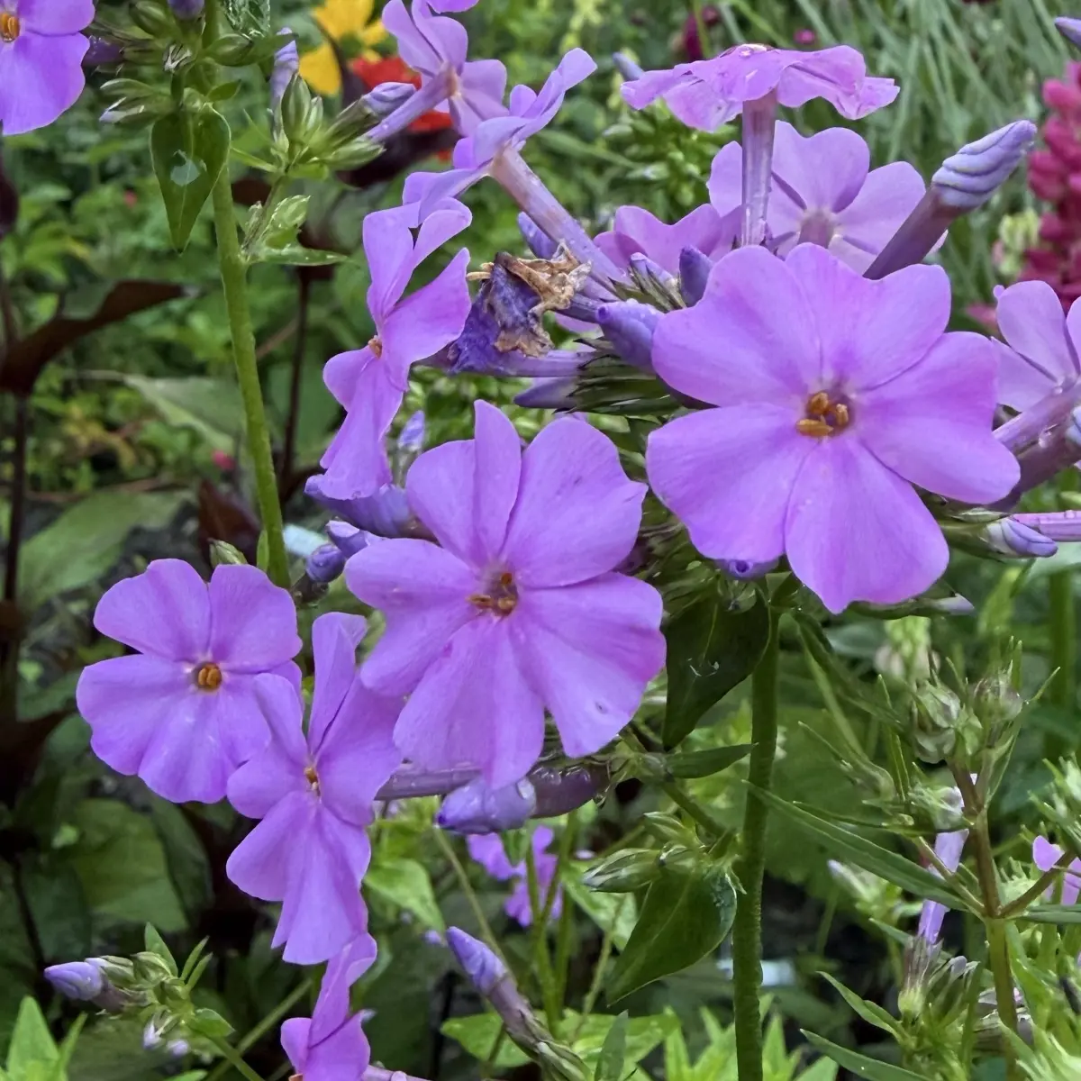Phlox floridana (Vlambloem), lilapaars bloeiend