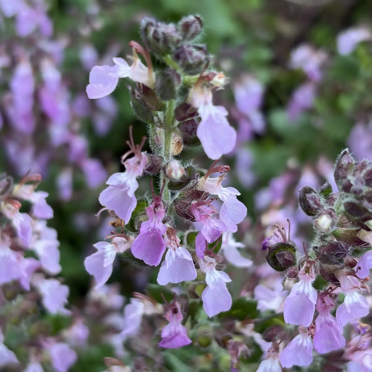 Teucrium x lucidrys ‘Pain de Sucre’ (Gamander), roze bloeiend