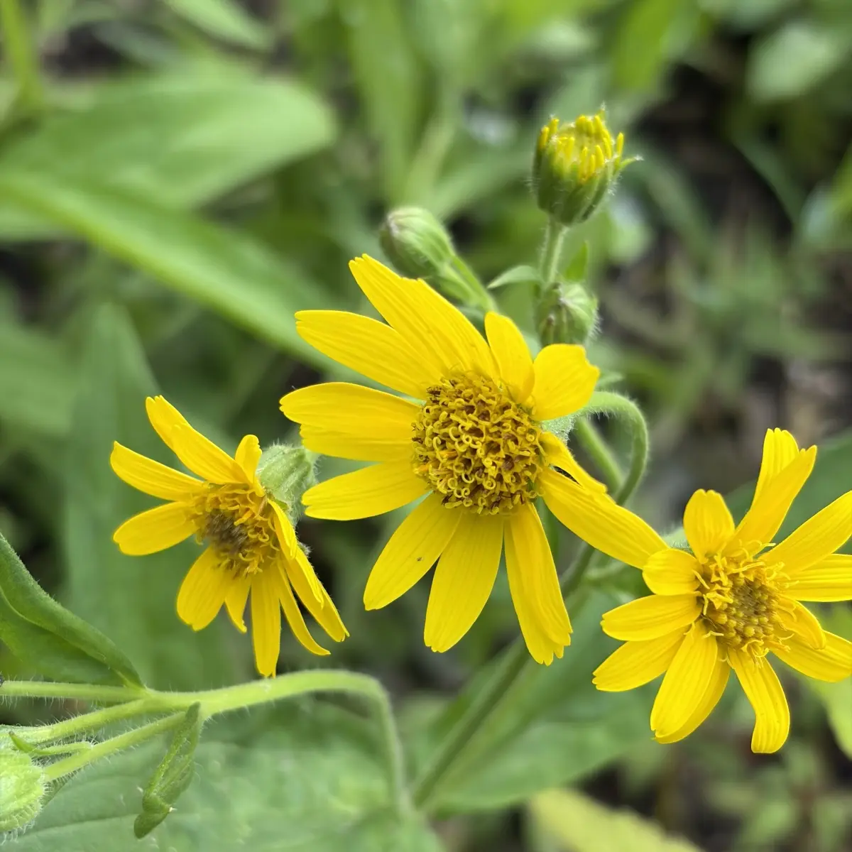 Arnica sachalinensis (Valkruid), goudgeel bloeiend