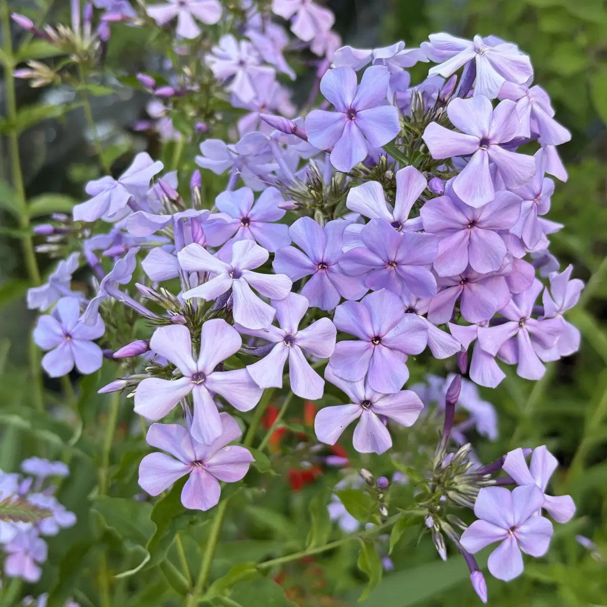 Phlox paniculata ‘Violet Flame’ (Vlambloem), paars bloeiend