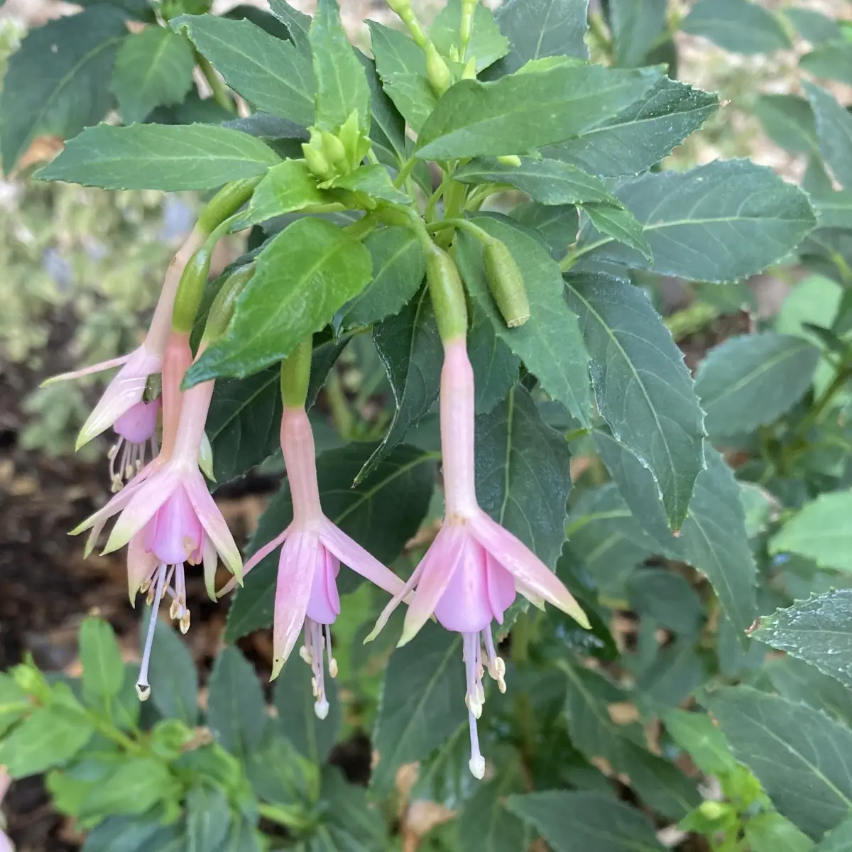 Fuchsia 'Whiteknights Pearl' (Bellenplant), roze bloeiend