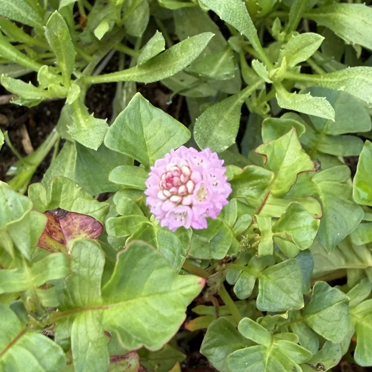 Persicaria runcinata ‘Need ham’s Form’ (Duizendknoop), helderroze bloeiend