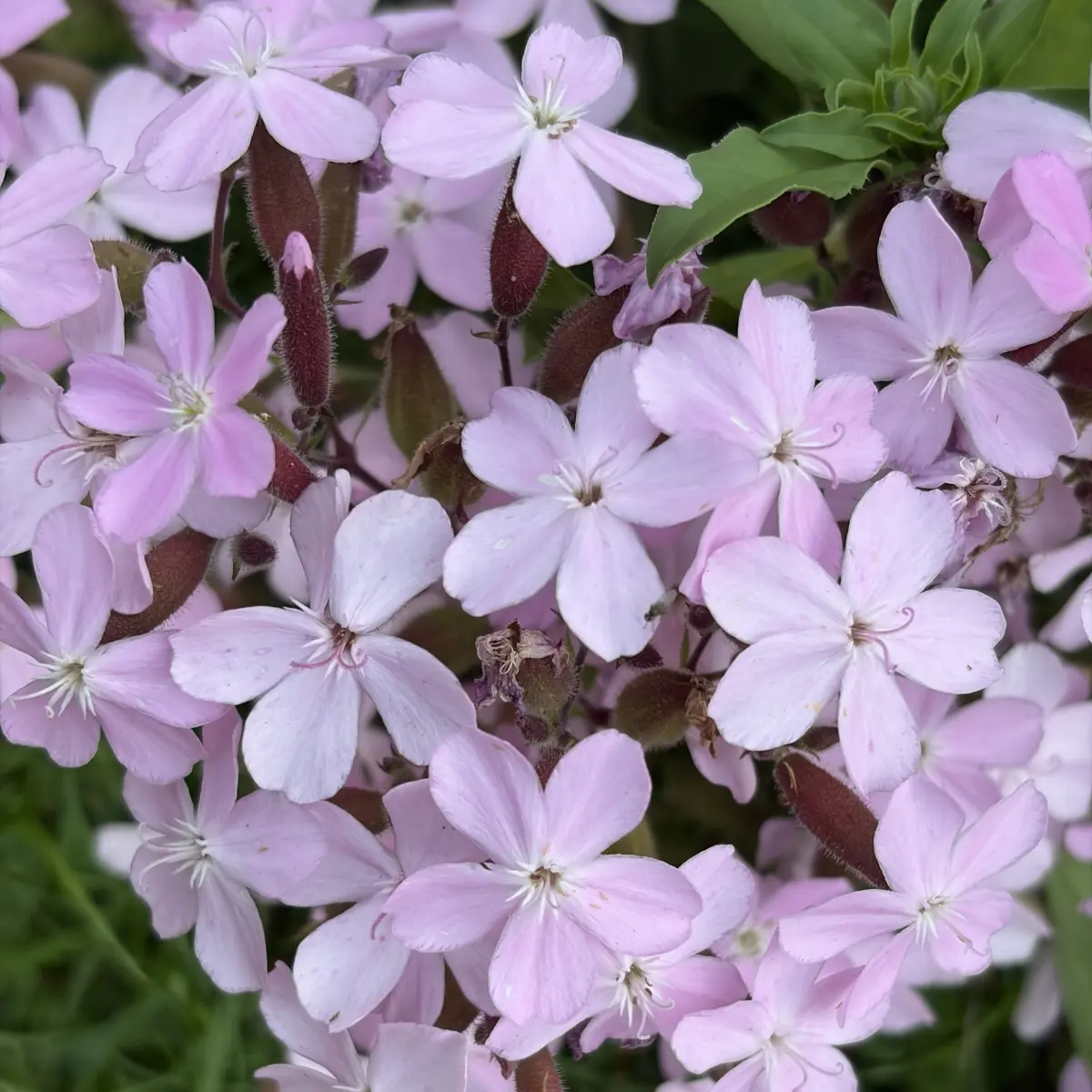 Saponaria sicula interm. ‘Sigurd’ (Zeepkruid), helderroze bloeiend