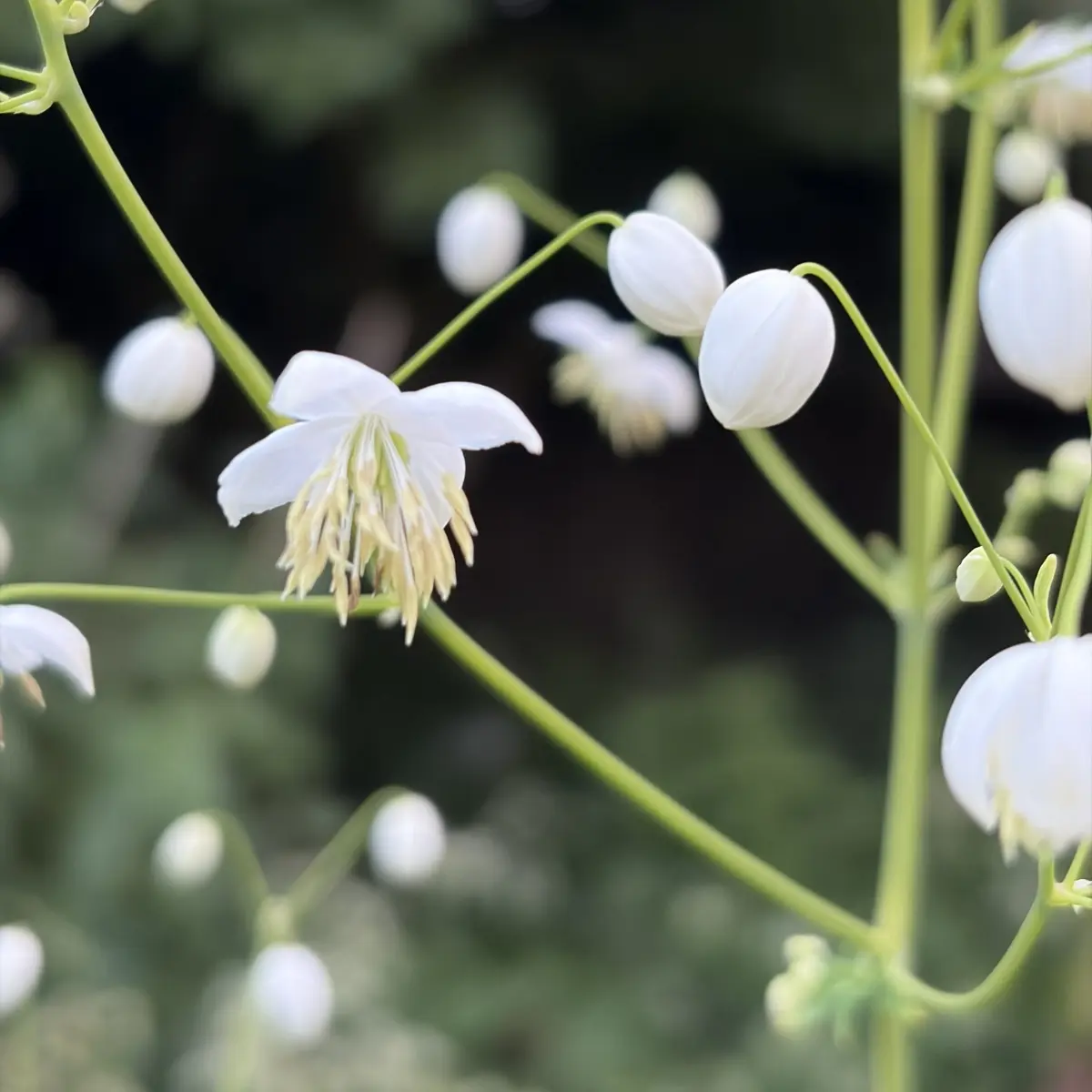 Thalictrum delavayi ‘Splendide White’ (Chinese ruit), wit bloeiend