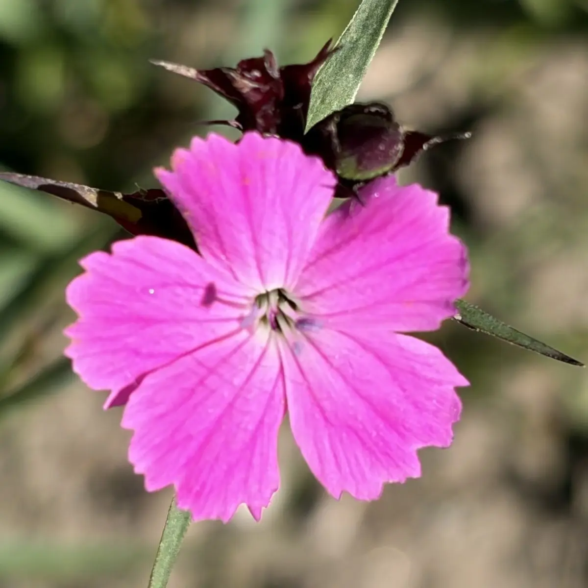 Dianthus carthusianorum (Kartuizer anjer), roze bloeiend