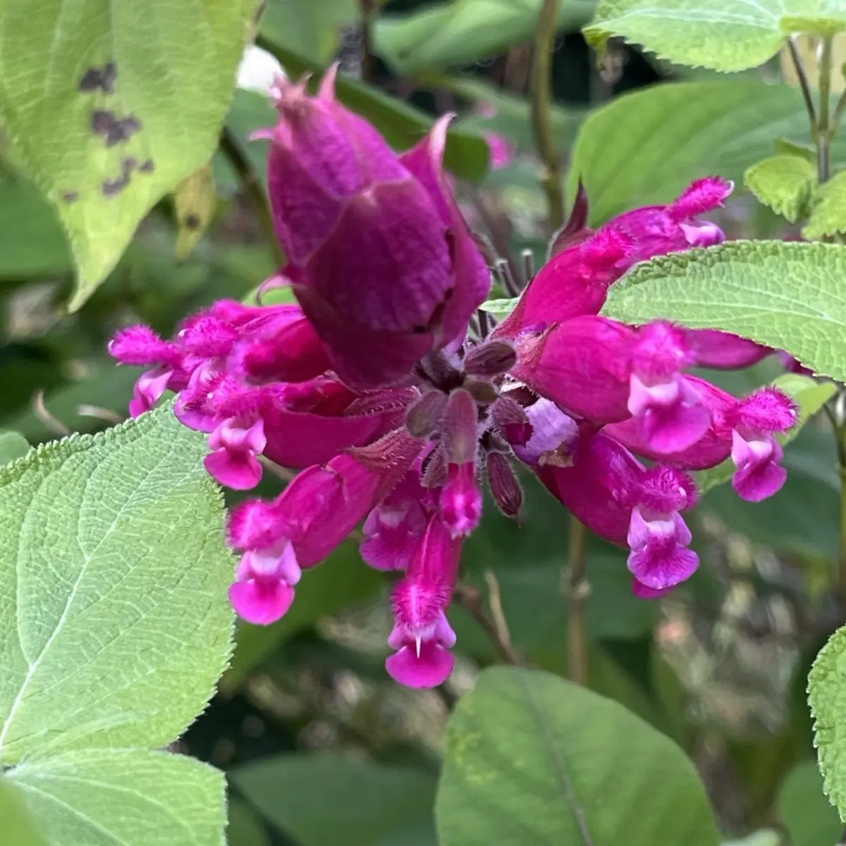 Salvia involucrata ‘Bethelii’ (Salie), roze bloeiend