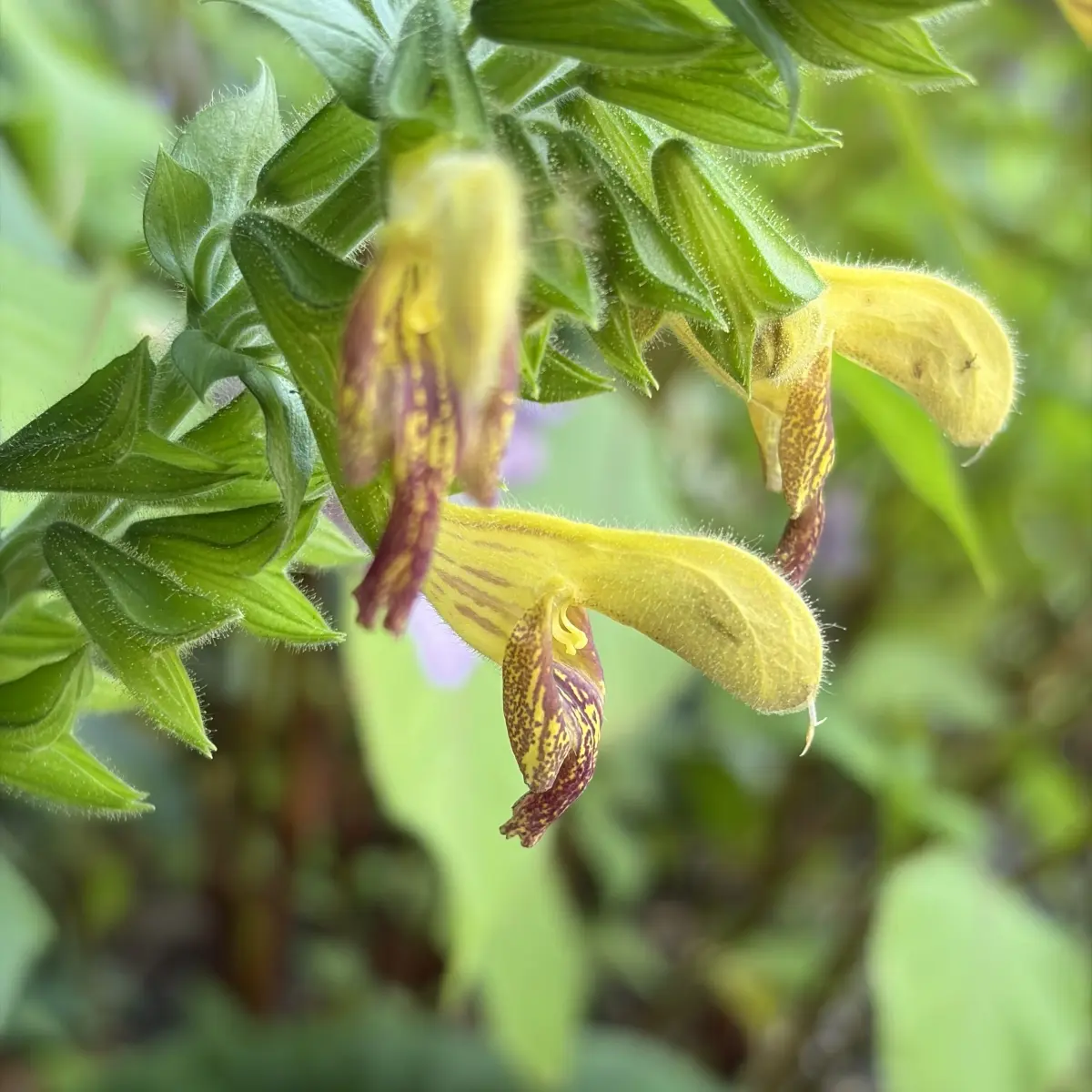 Salvia glutinosa x flava 'Amber' (Salie), geel en bruin bloeiend