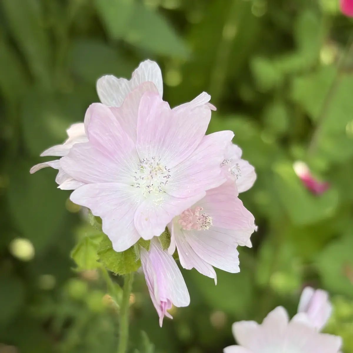 Malva moschata 'Rosea' (Kaasjeskruid), roze bloeiend