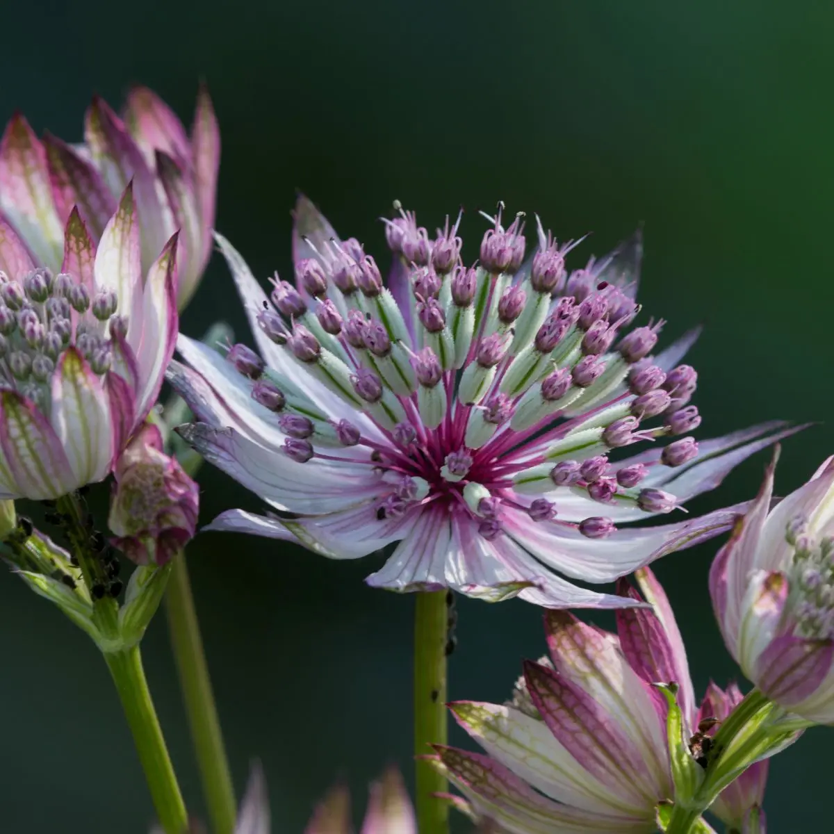 Astrantia major ‘Sparkling Stars Pink’ (Zeeuws knoopje), roze bloeiend