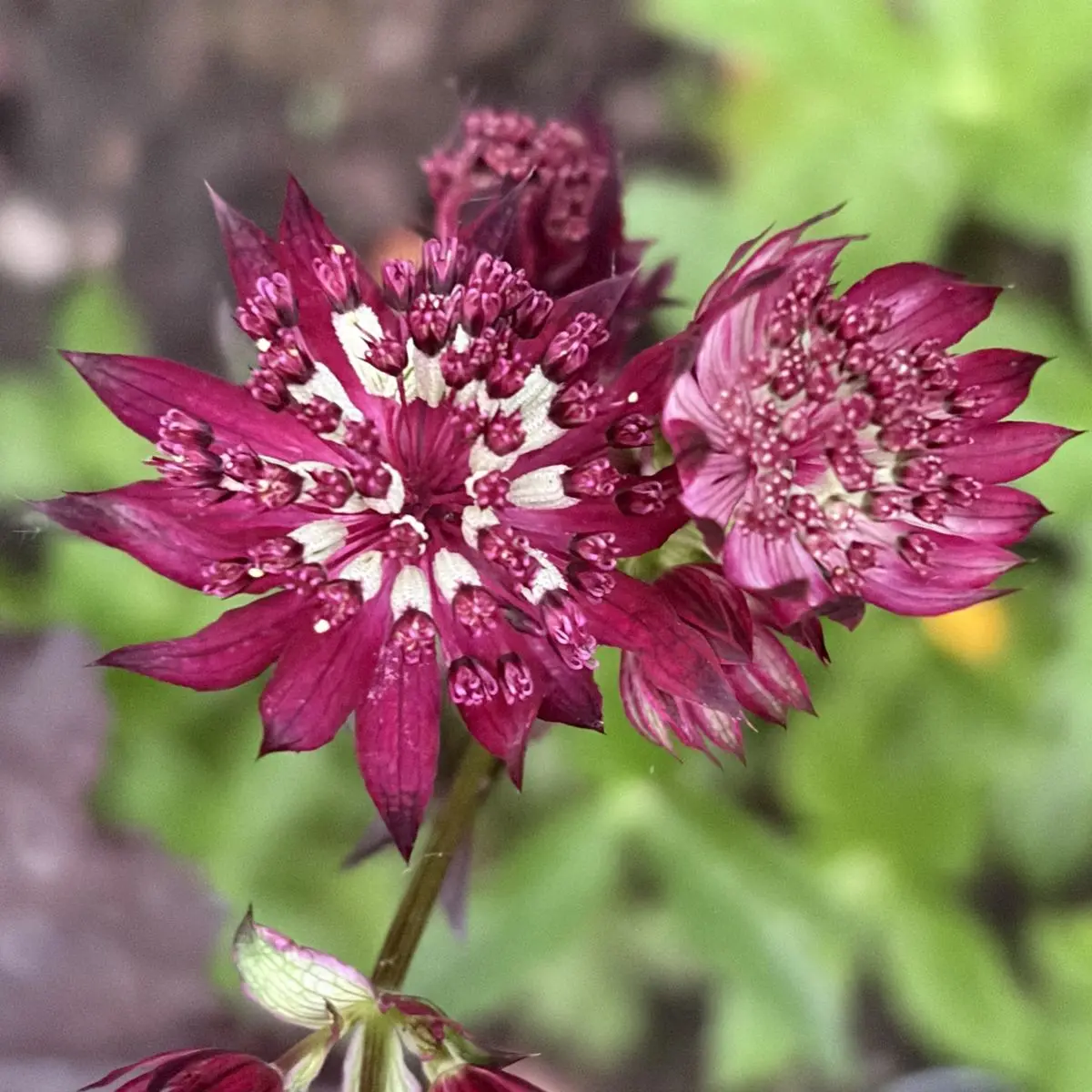 Astrantia major ‘Purple Happiness’ (Zeeuws knoopje), paars bloeiend