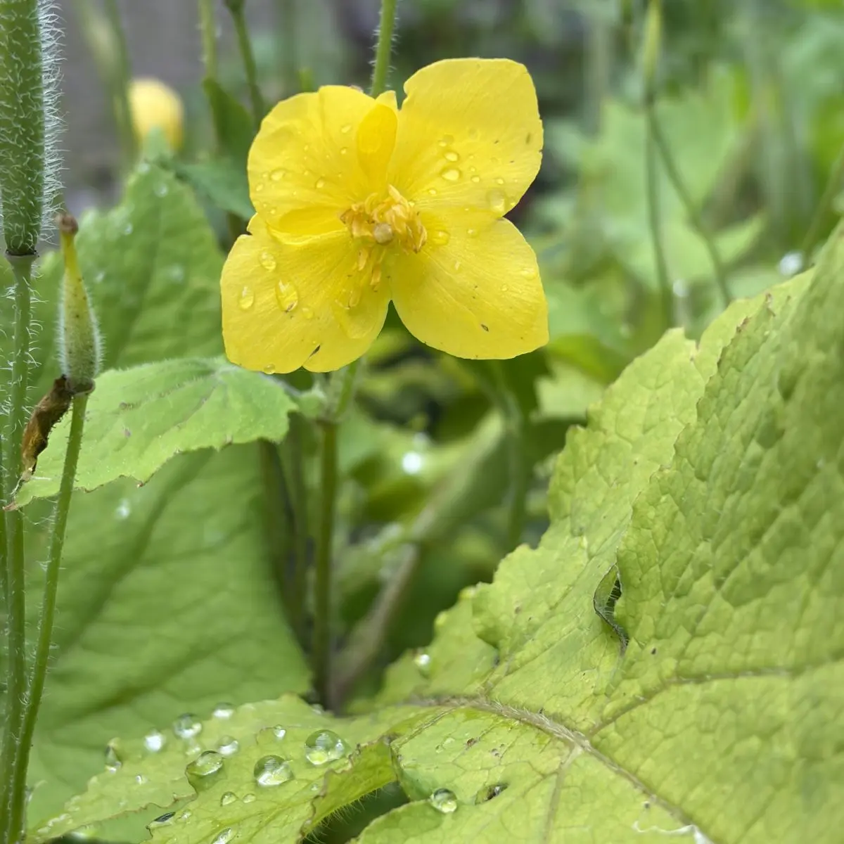 Stylophorum lasiocarpum, geel bloeiend