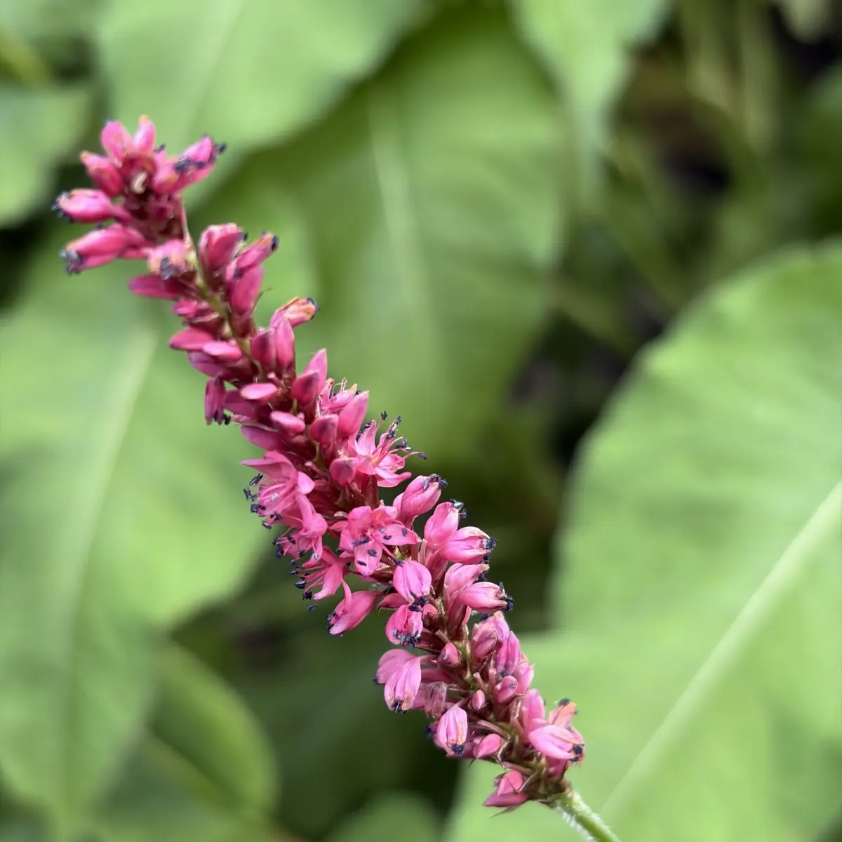 Persicaria amplexicaulis ‘Firedance’ (Duizendknoop), rood bloeiend