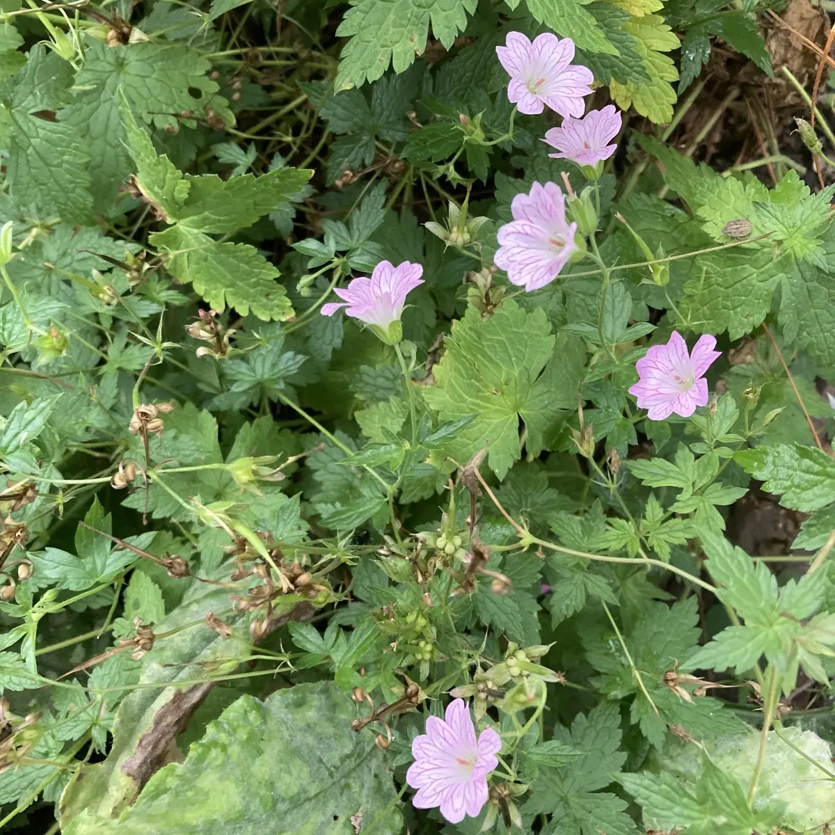 Geranium versicolor (Ooievaarsbek), wit en paars bloeiend