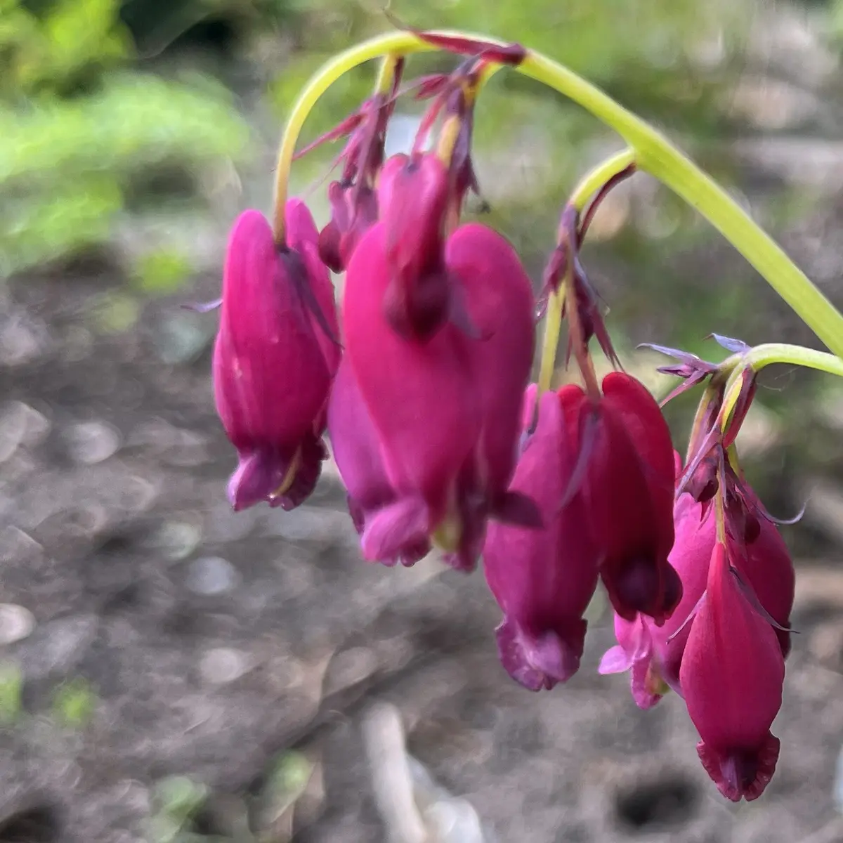 Dicentra formosa ‘Cox’s Dark Red’ (Gebroken hartje), rood bloeiend