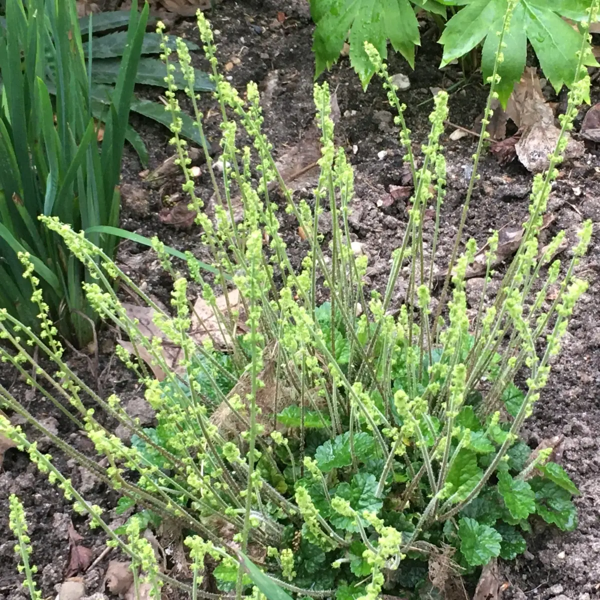 Mitella stylosa makinoi (Bisschopsmuts), wit bloeiend