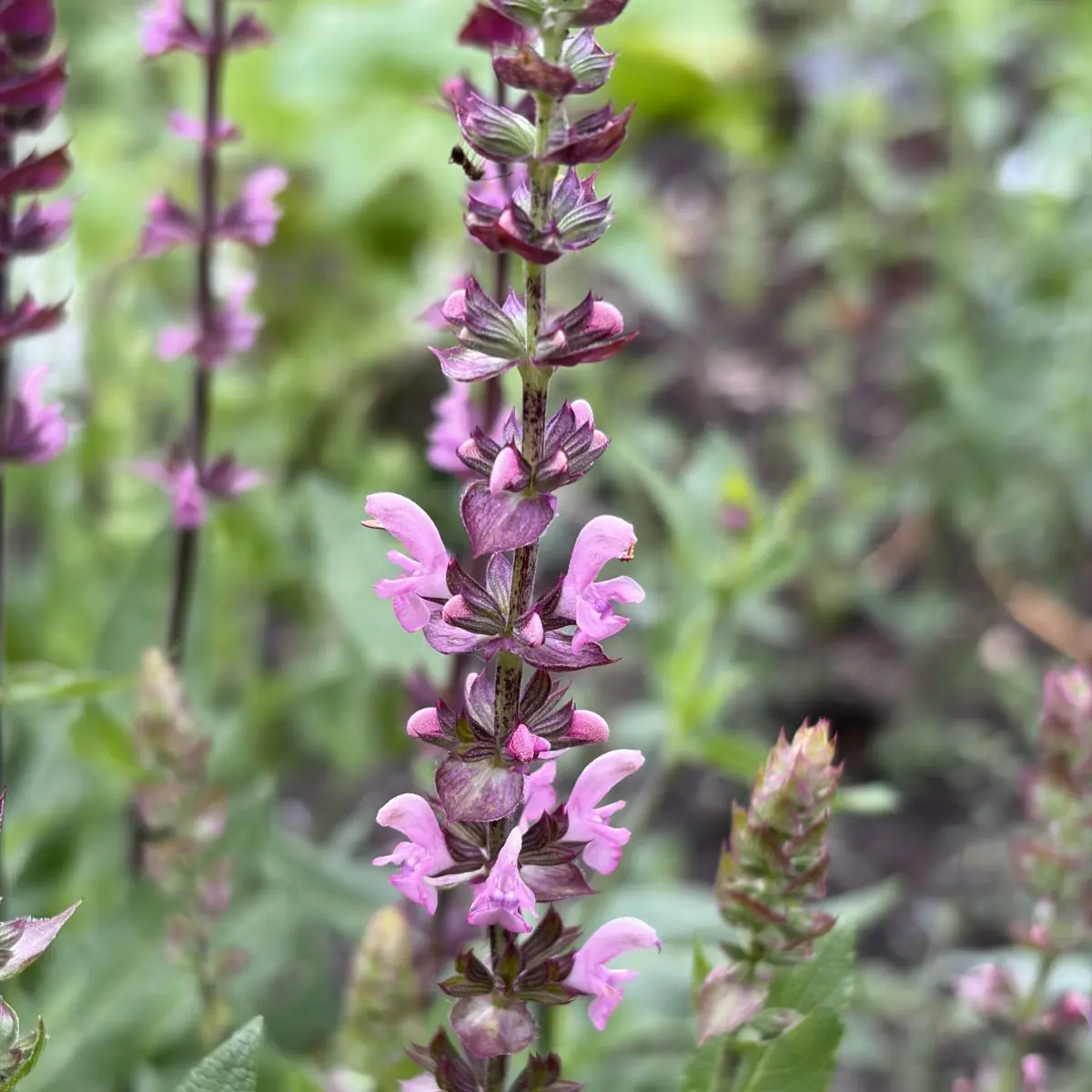 Salvia nemorosa ‘Caradonna Pink’ (Salie), donkerroze bloeiend