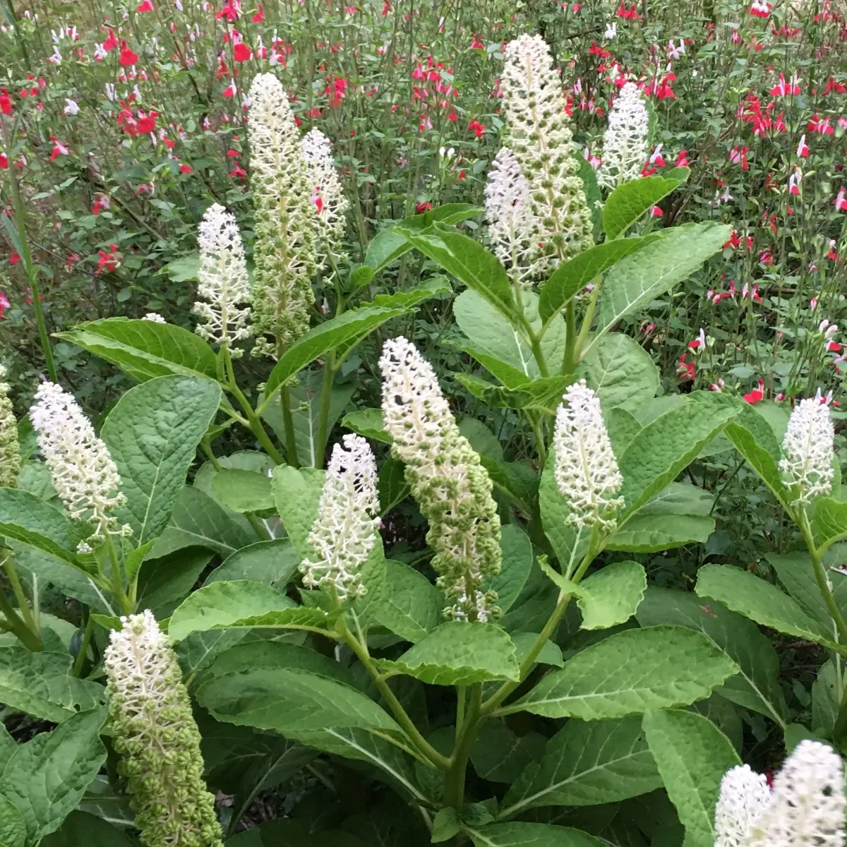Phytolacca americana (Karmozijnbes), wit bloeiend