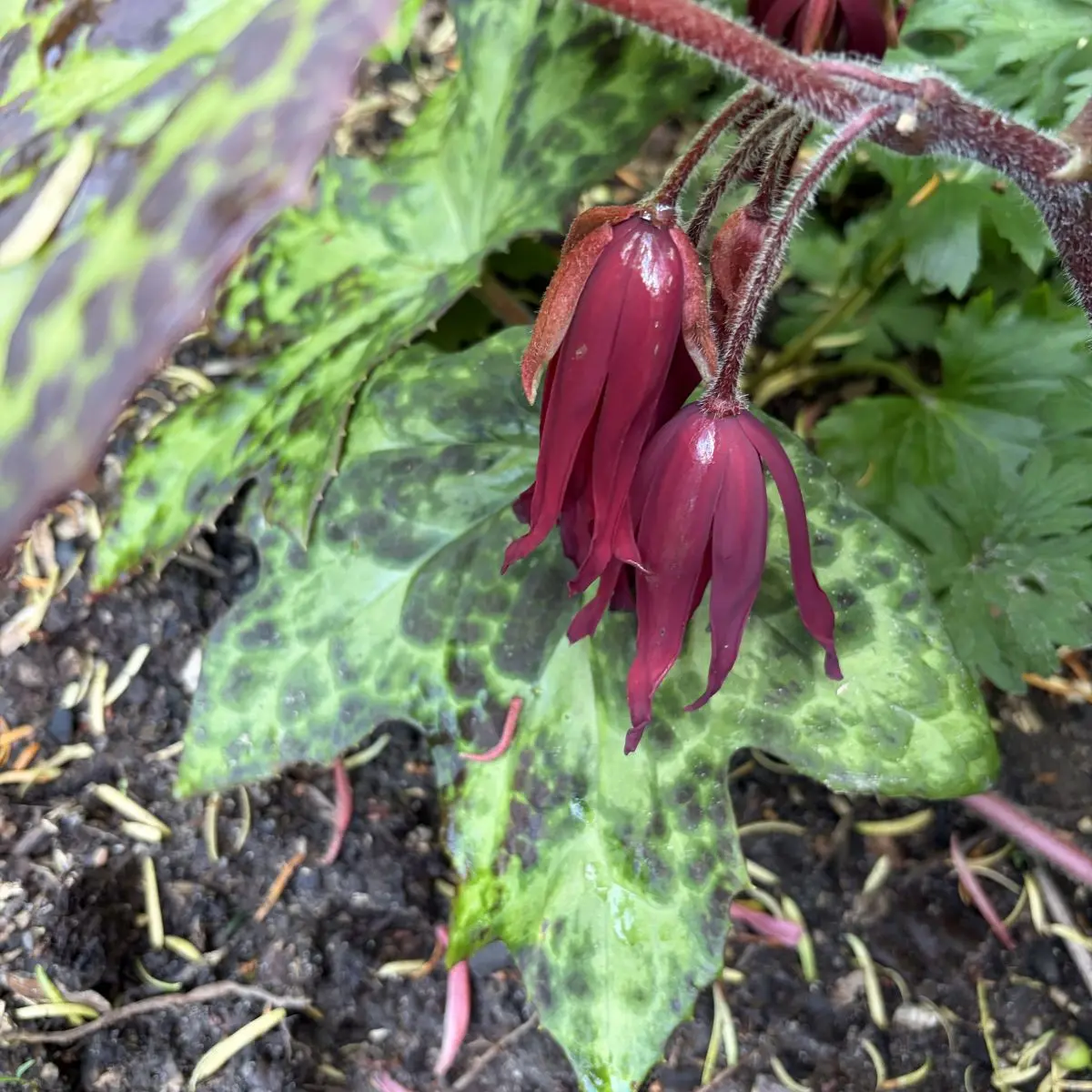 Podophyllum ‘Spotty Dotty’ (Voetblad), roodbruin bloeiend