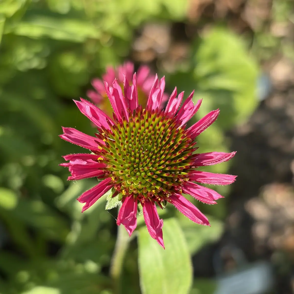 Echinacea delicious ‘Candy’ (Rode zonnehoed), paarsrood bloeiend