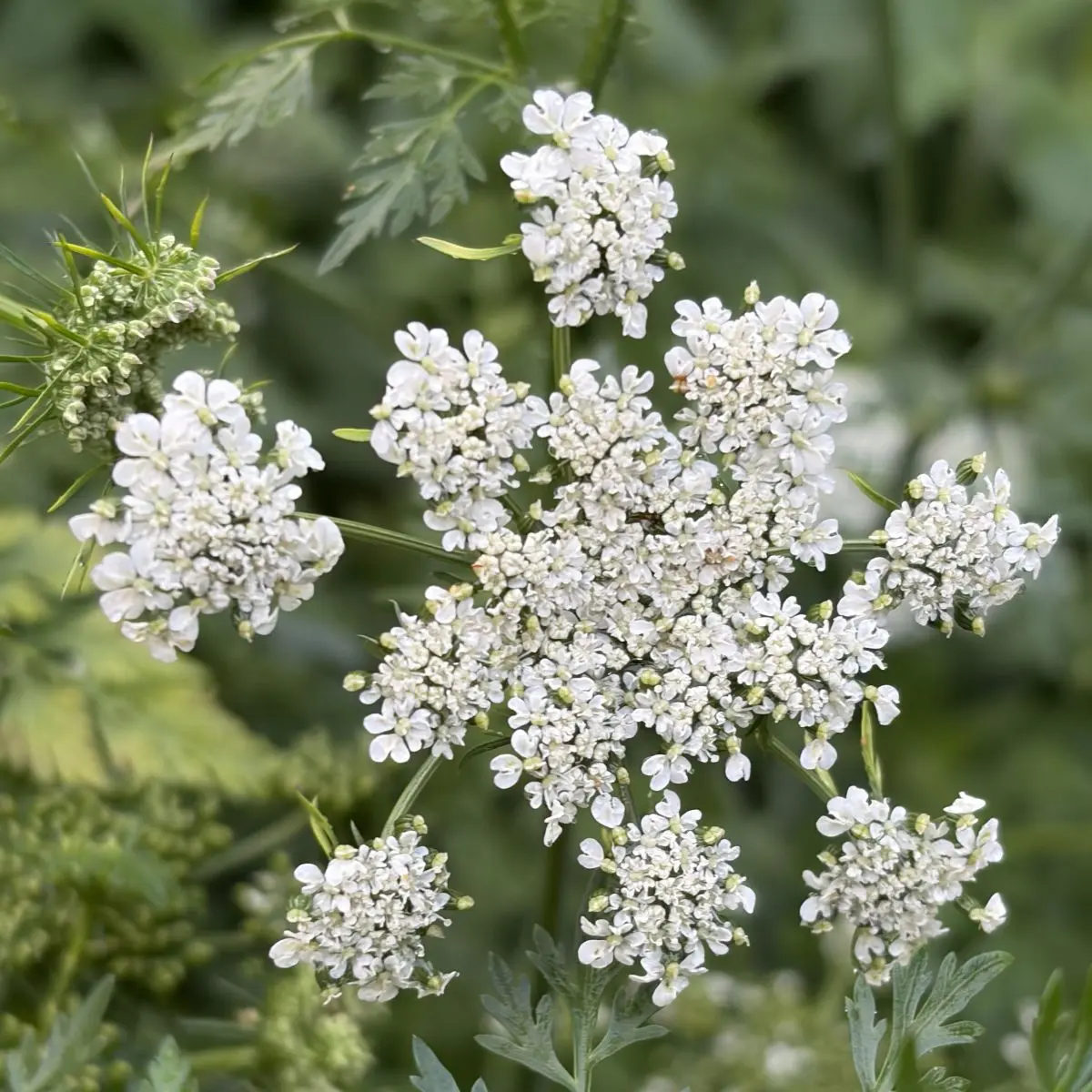 Cnidium silaifolium (Zwarte keverstruik), wit bloeiend
