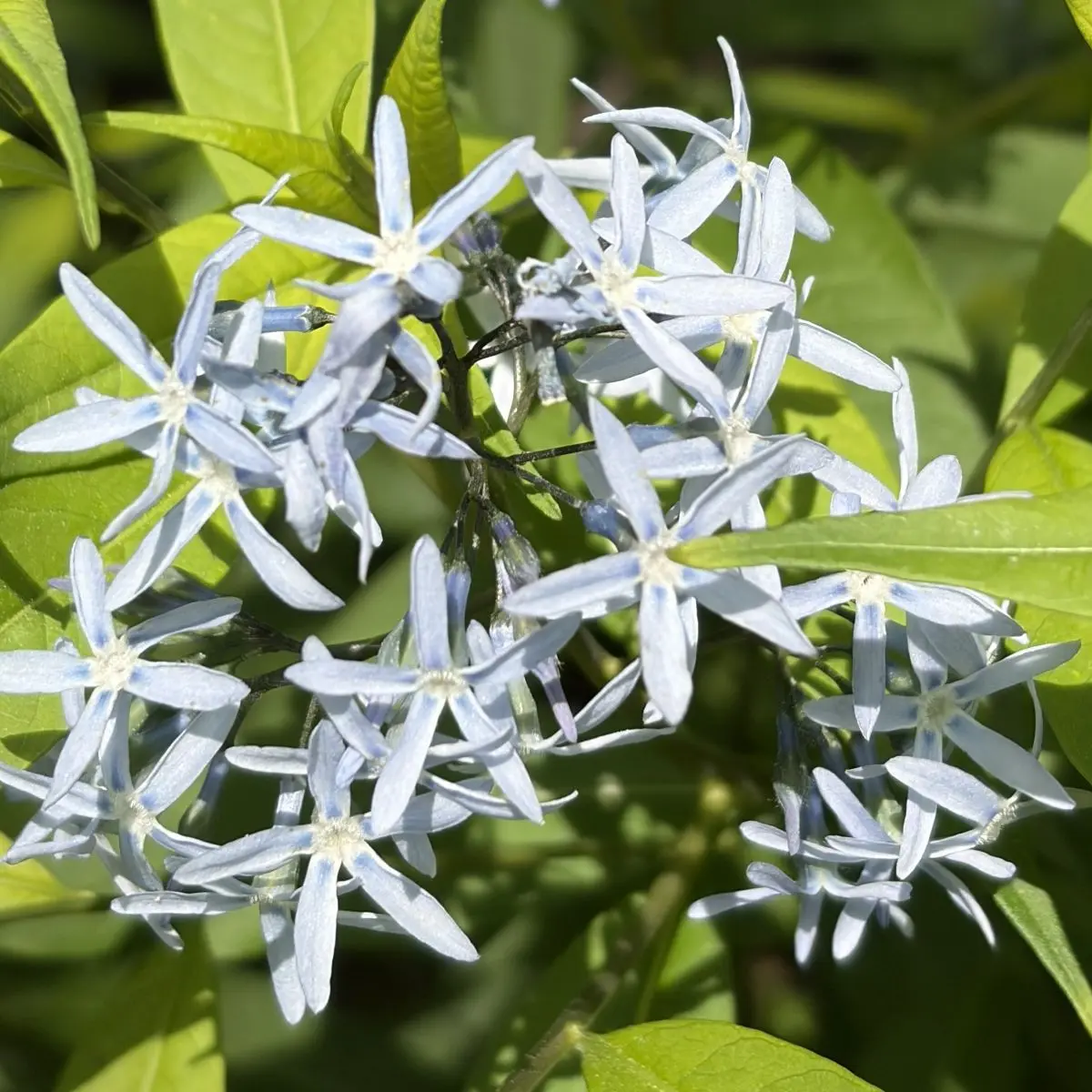 Amsonia tabernaemontana (Blauwe ster), blauw bloeiend