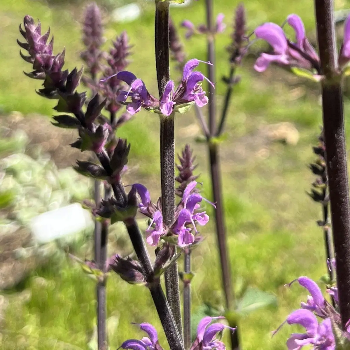 Salvia x sylvestris ‘Serenade’ (Salie), paars en lila bloeiend