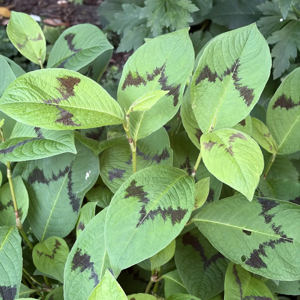 Persicaria virginiana 'Lance Corporal' (Duizendknoop), rood bloeiend
