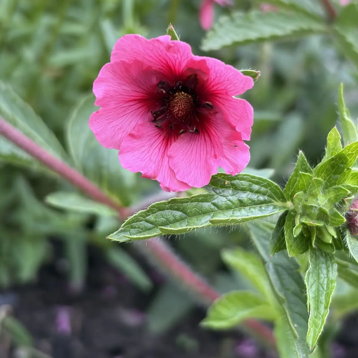 Potentilla nep. ‘Miss Willmott’ (Ganzerik), roze bloeiend