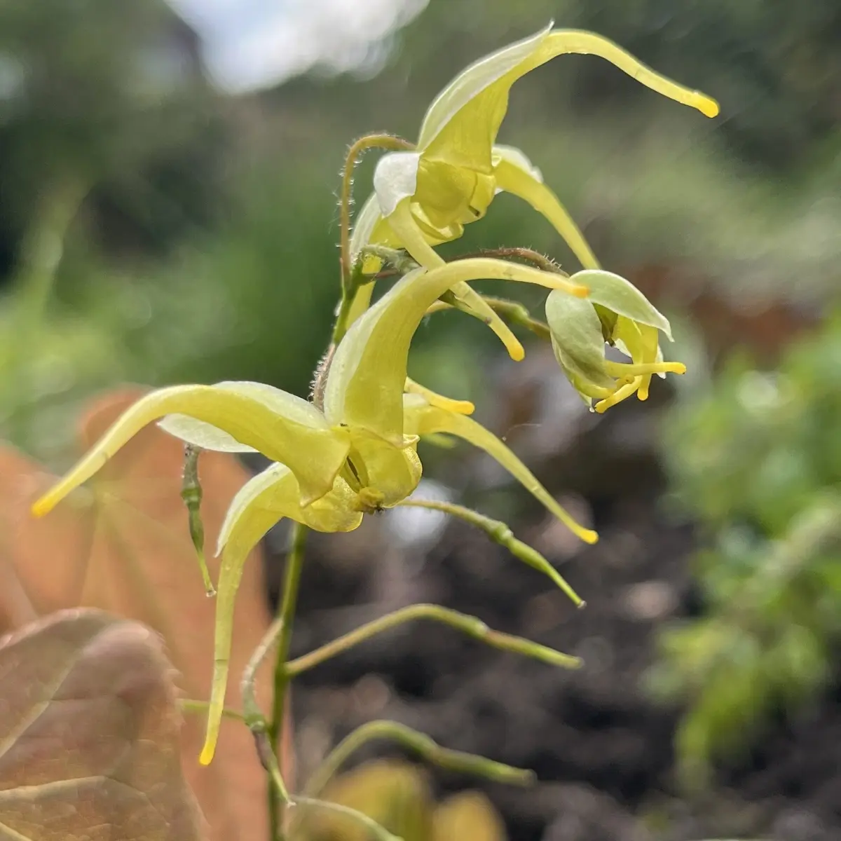 Epimedium lishihchenii (Elfenbloem), geel bloeiend