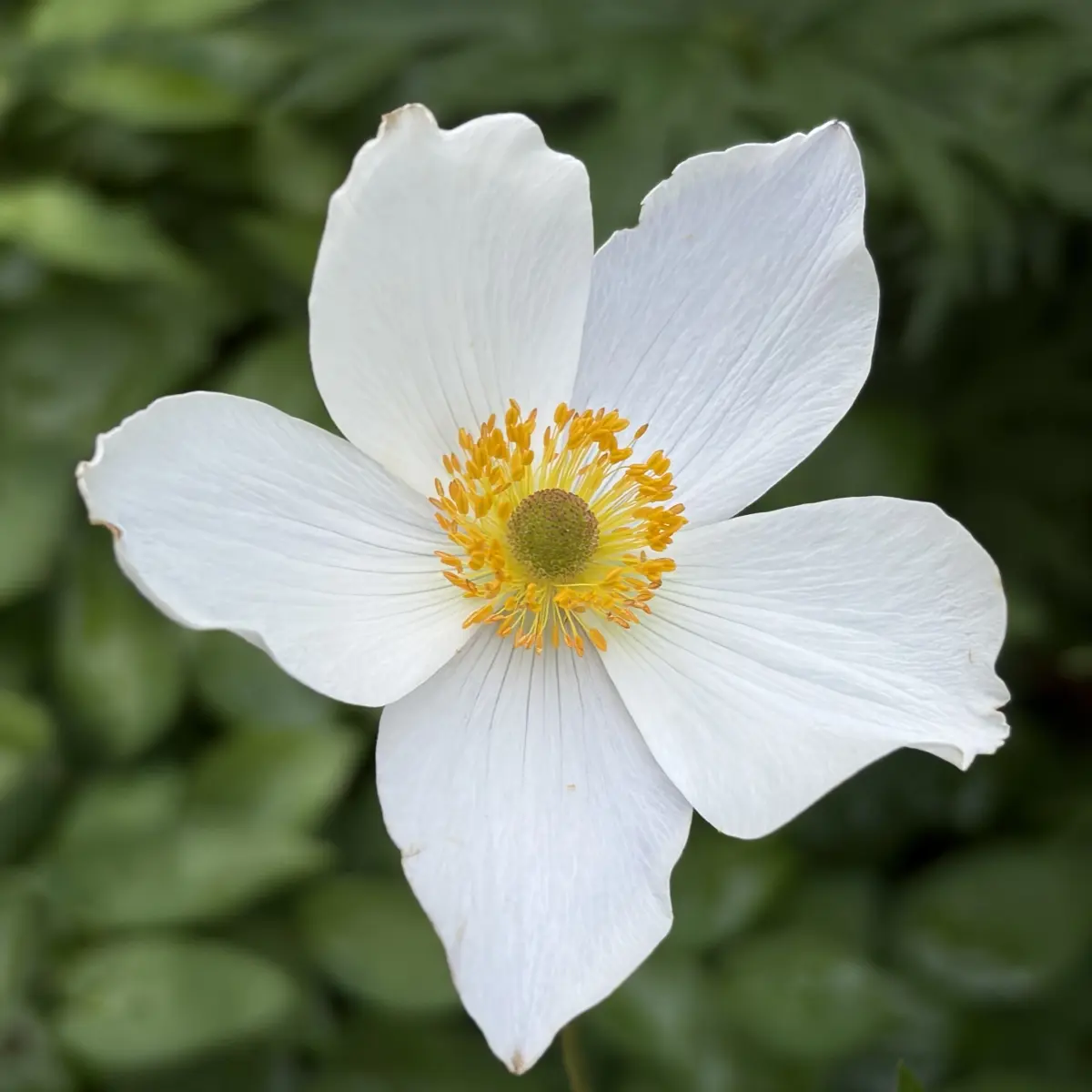 Anemone hybride 'Honorine Jobert' (Japanse Anemoon), wit bloeiend