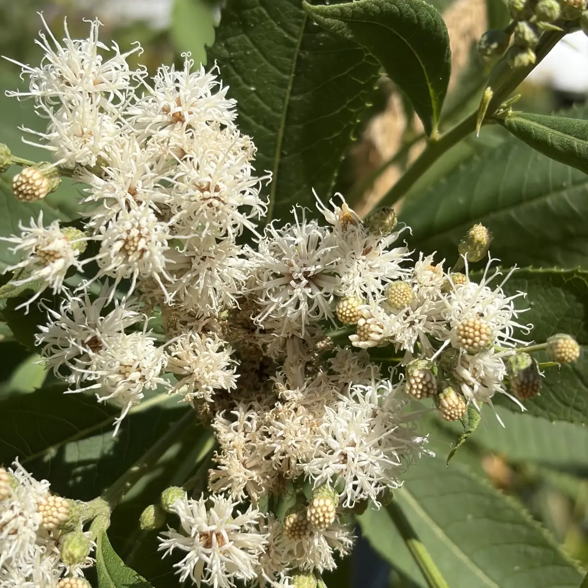 Vernonia crinita ‘Alba’ (IJzerkruid), wit bloeiend